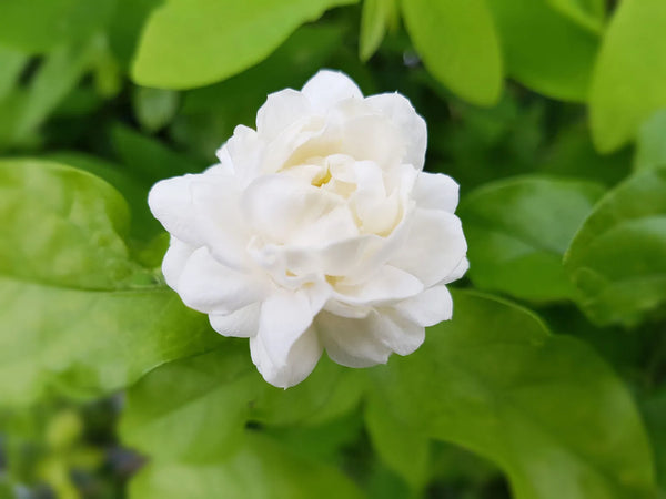 Jasmine Incense fragrances