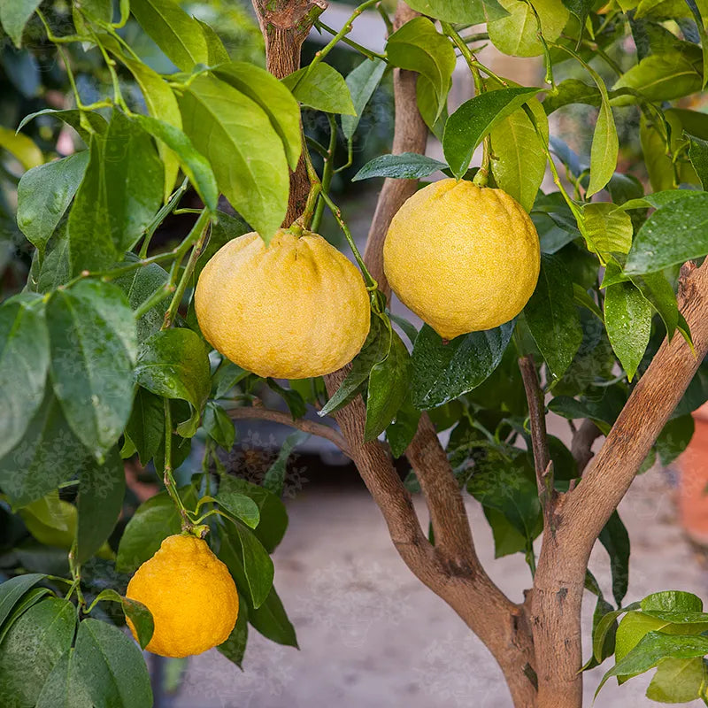 Bergamot Essential oils