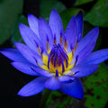 Blue Lotus Attar Pack of 12x12ml