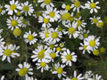 Chamomile Essential oils