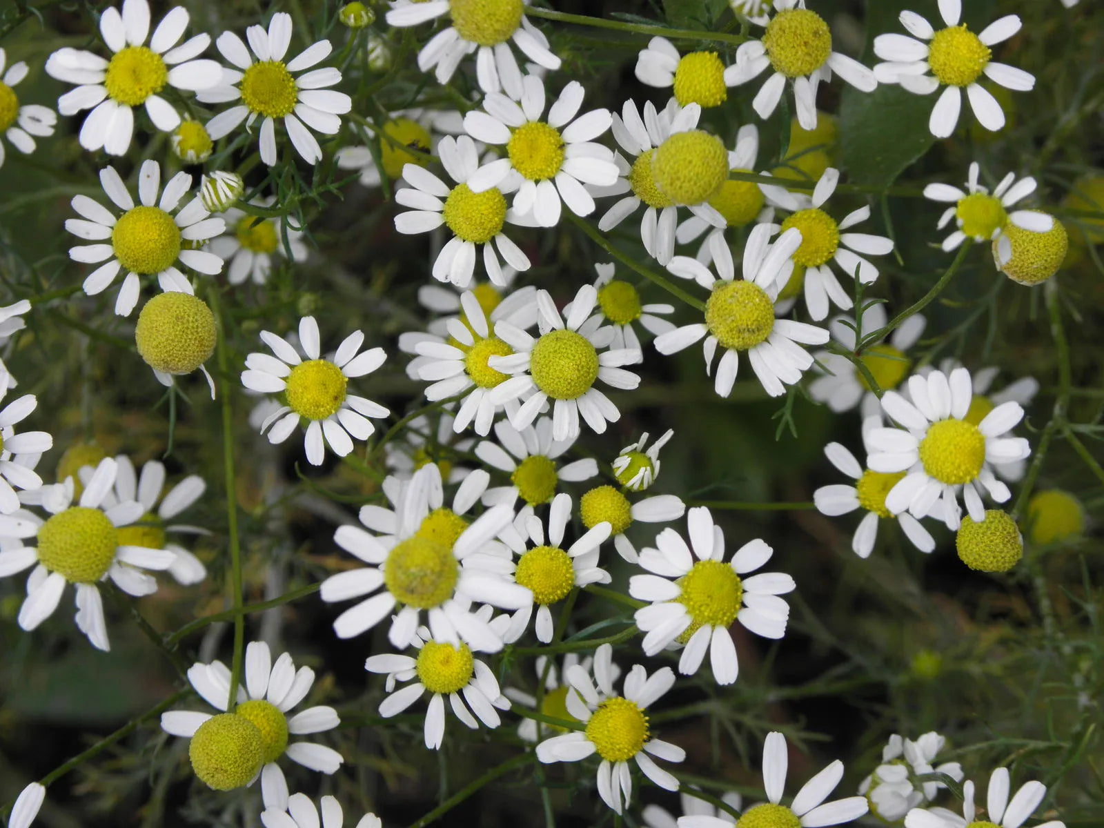 Chamomile Essential oils