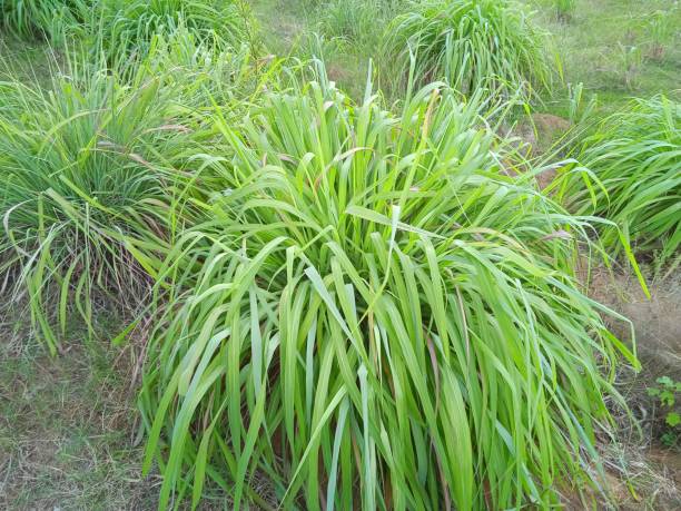 Citronella Essential oils