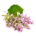 Clary sage Essential oils