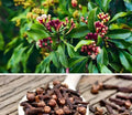 Clove Essential oils