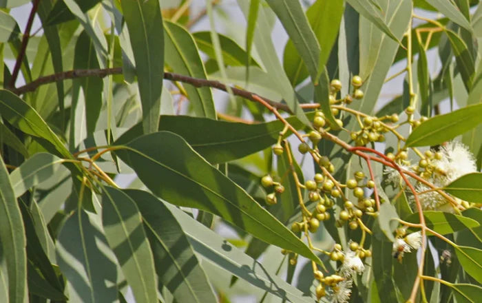 Eucalyptus Incense fragrances