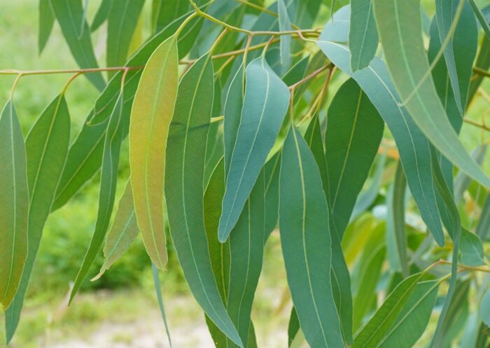 Eucalyptus Essential oils