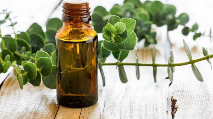 Eucalyptus Fragrance
