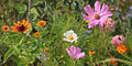 Flora Incense fragrances