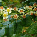 Frankincense Essential oils