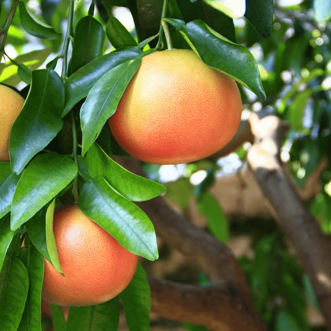 Grapefruit Essential oils