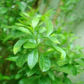Gul Hina (Mehendi) Attar