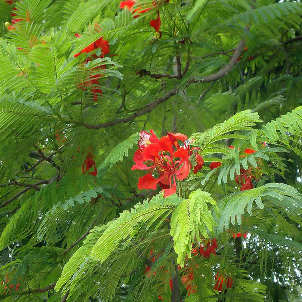 Gulmohar Indian Attars