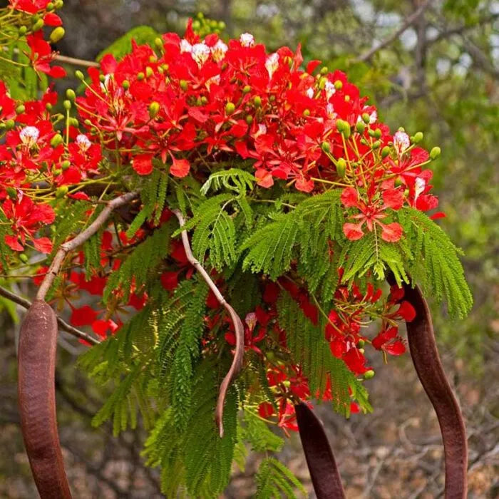 Gulmohar Attar Pack of 12x12ml