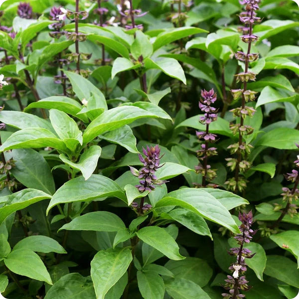 Basil Essential oils