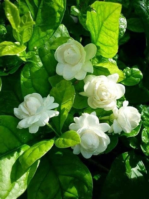 Jasmine Grandiflorum Absolute oils