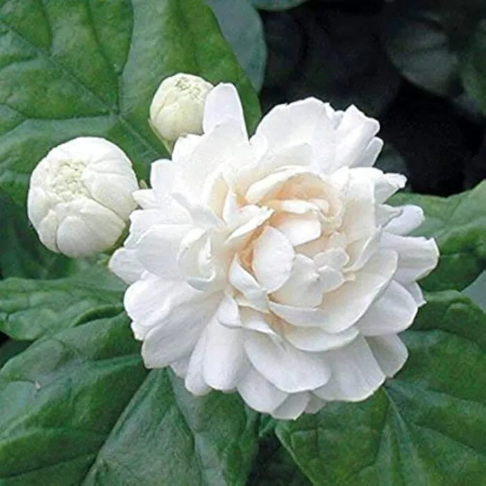 Jasmine water