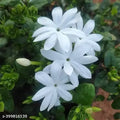 Juhi Indian Attars