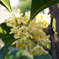 Kewra / Kewda / Keora Absolute oils
