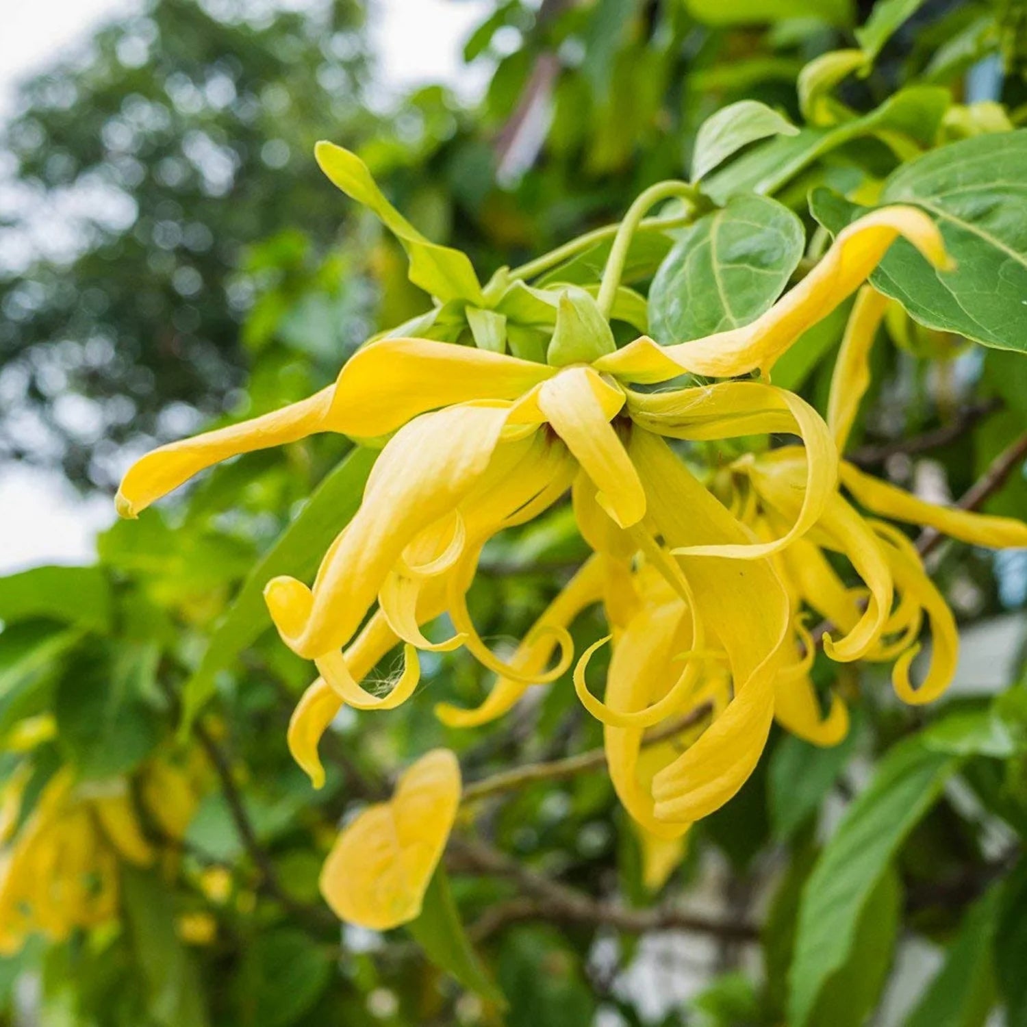 Ylang Ylang Essential Oil