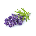 Lavender Floral Water
