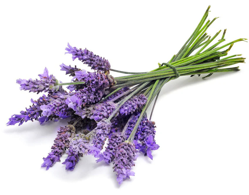 Lavender Fragrance