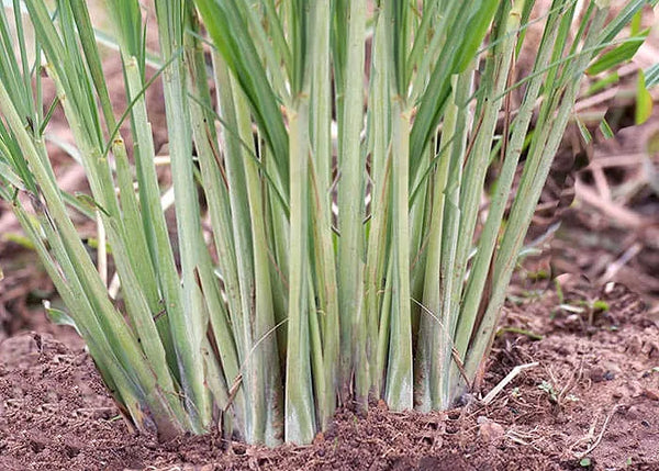 Lemongrass Incense fragrances