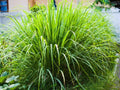 Lemongrass Fragrance