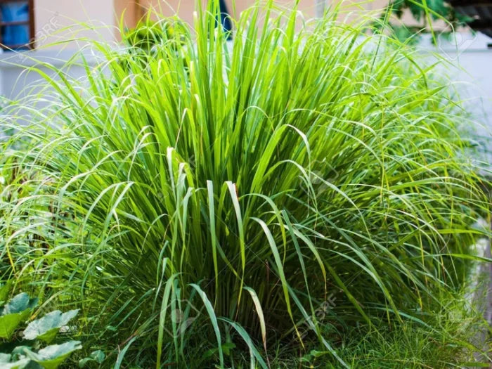 Lemongrass Fragrance