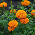 Marigold Indian Attars