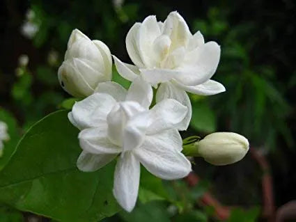 Mogra Essential Oil