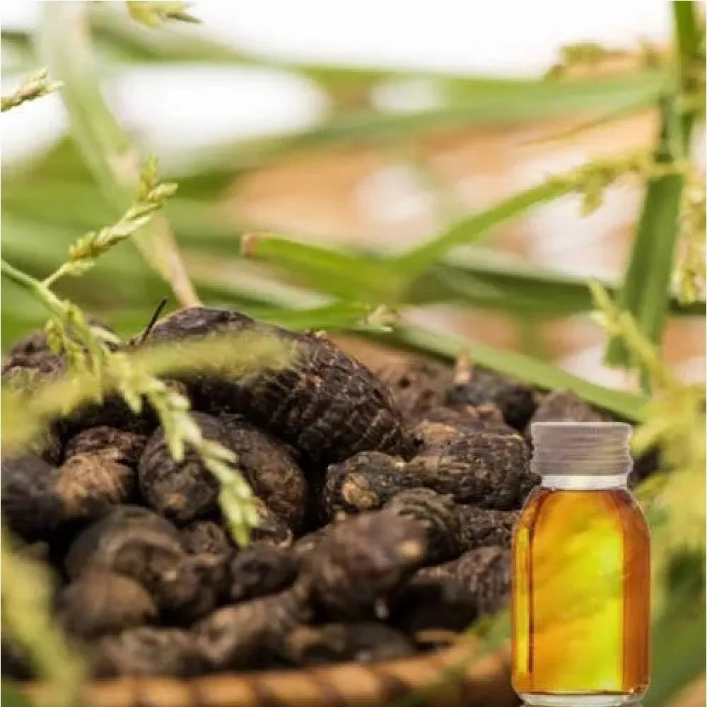 Nagarmotha / Cyprol Essential Oil