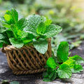Peppermint Water