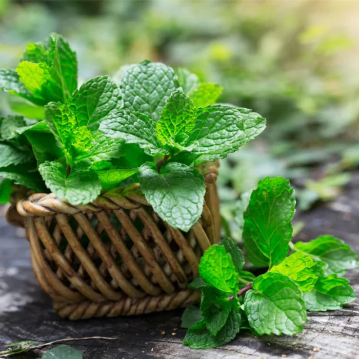 Peppermint Water