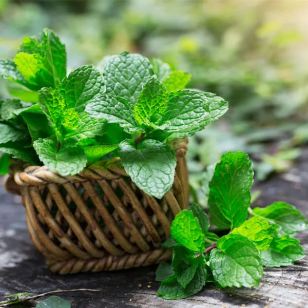 Peppermint Water