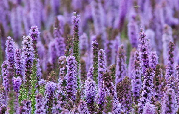 Patchouli Incense Fragrances