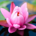Pink Lotus Indian Attars