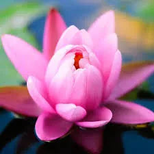 Pink Lotus Attar Pack of 12x12ml