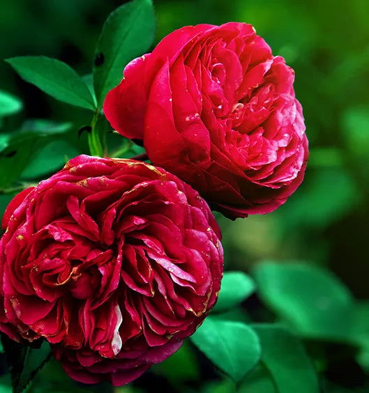 Red Rose Absolute Oil
