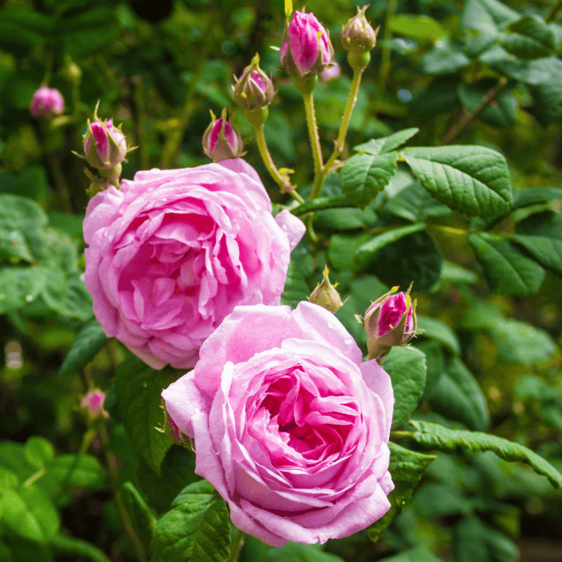 Rose Turkey Essential Oil