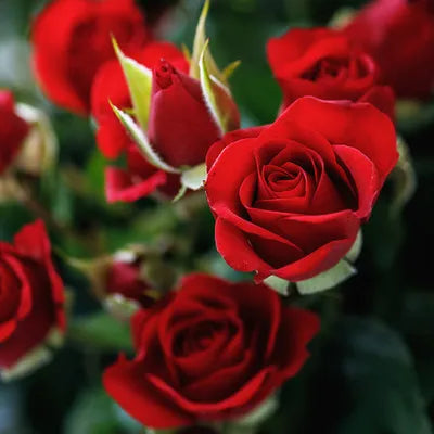 Rose Fragrance