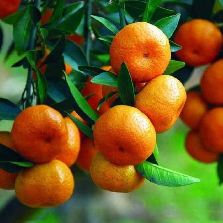 Sweet Orange Essential Oil