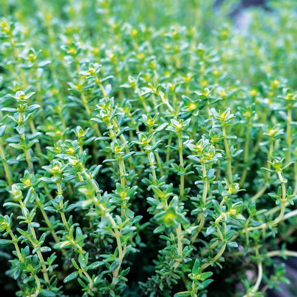 Thyme Essential Oil