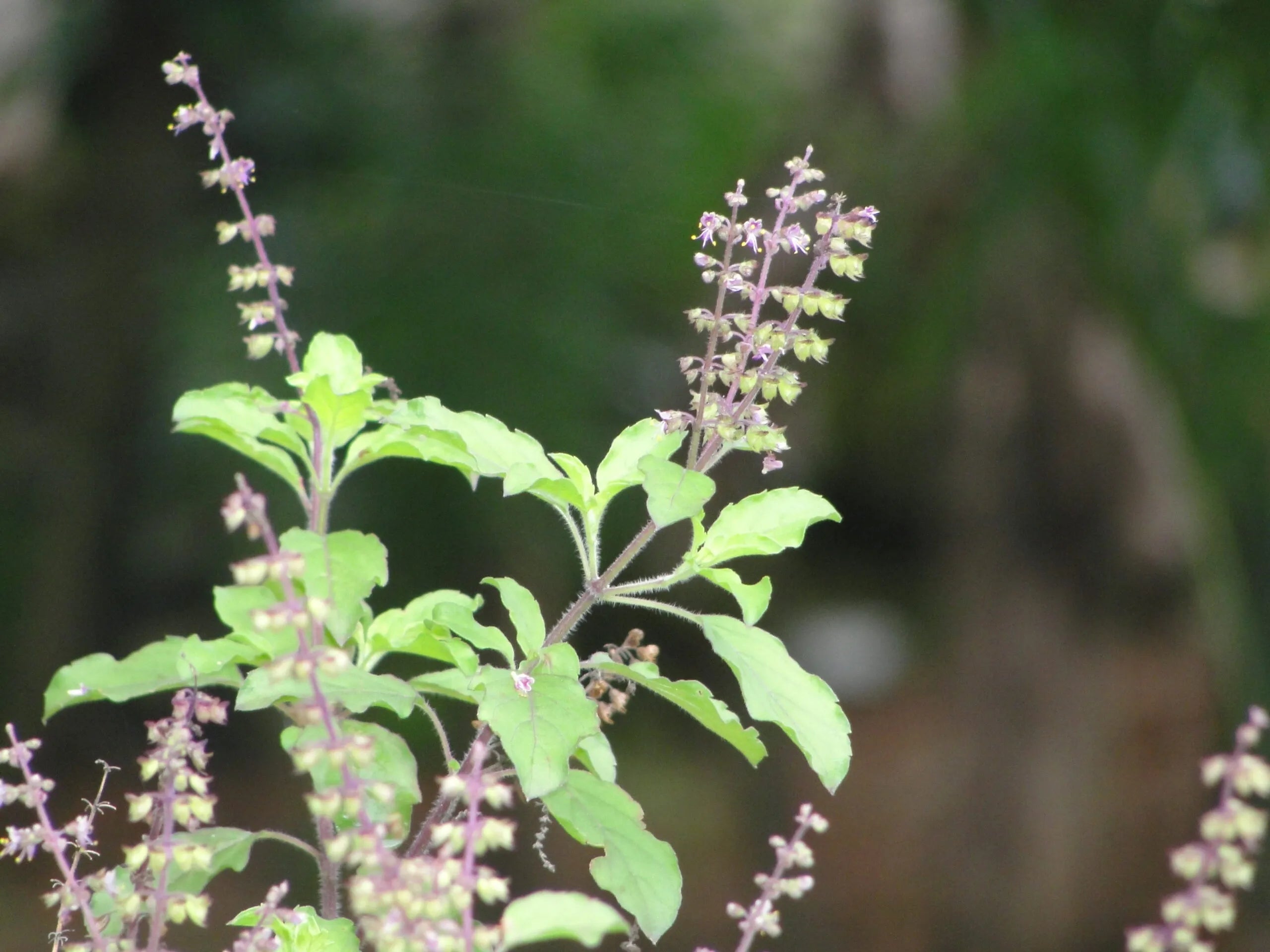 Basil ( tulsi ) water