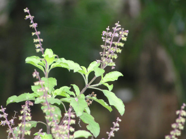 Basil ( tulsi ) water