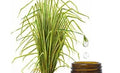 Vetiver Essential Oil