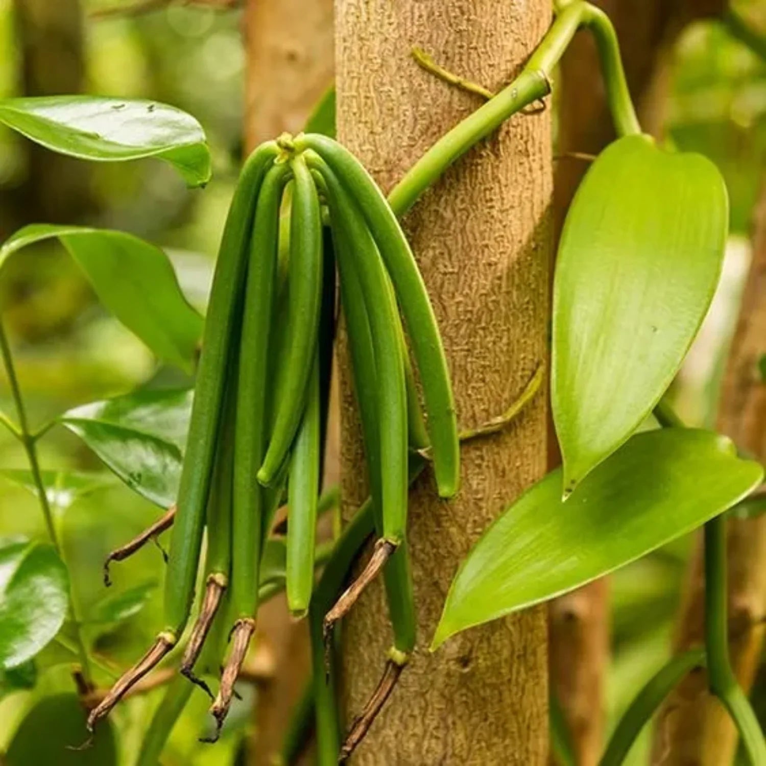 Vanilla Essential Oil