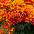 Marigold Floral Water