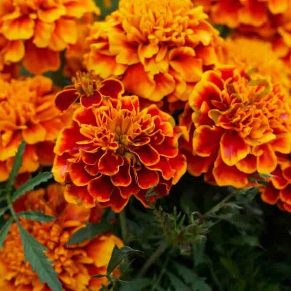 Marigold Floral Water