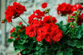 Geranium Essential oils