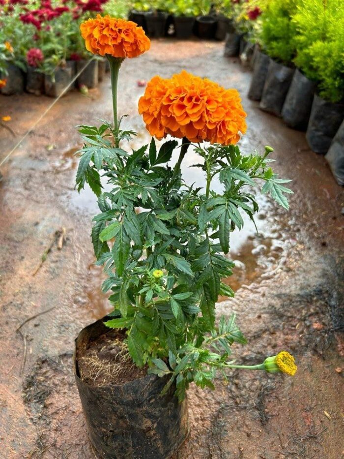 Marigold Absolute oils